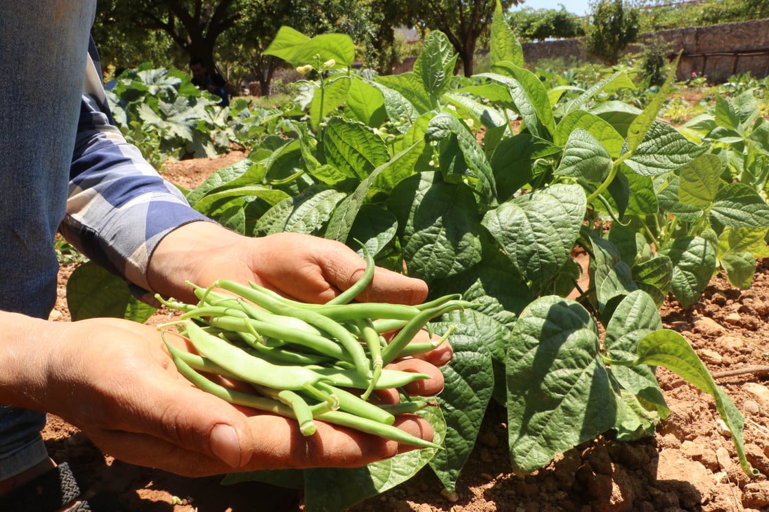 AVS_5_Home food vegetable production (1)